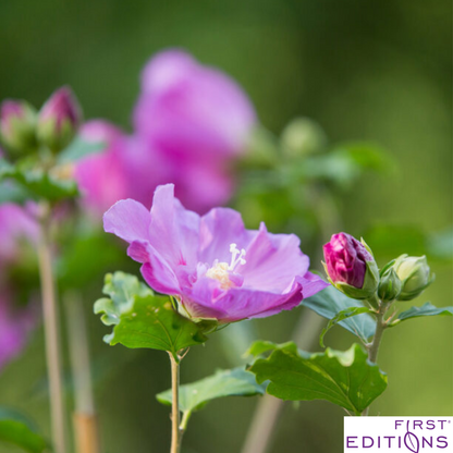 Tahiti Rose of Sharon | Hibiscus syriacus