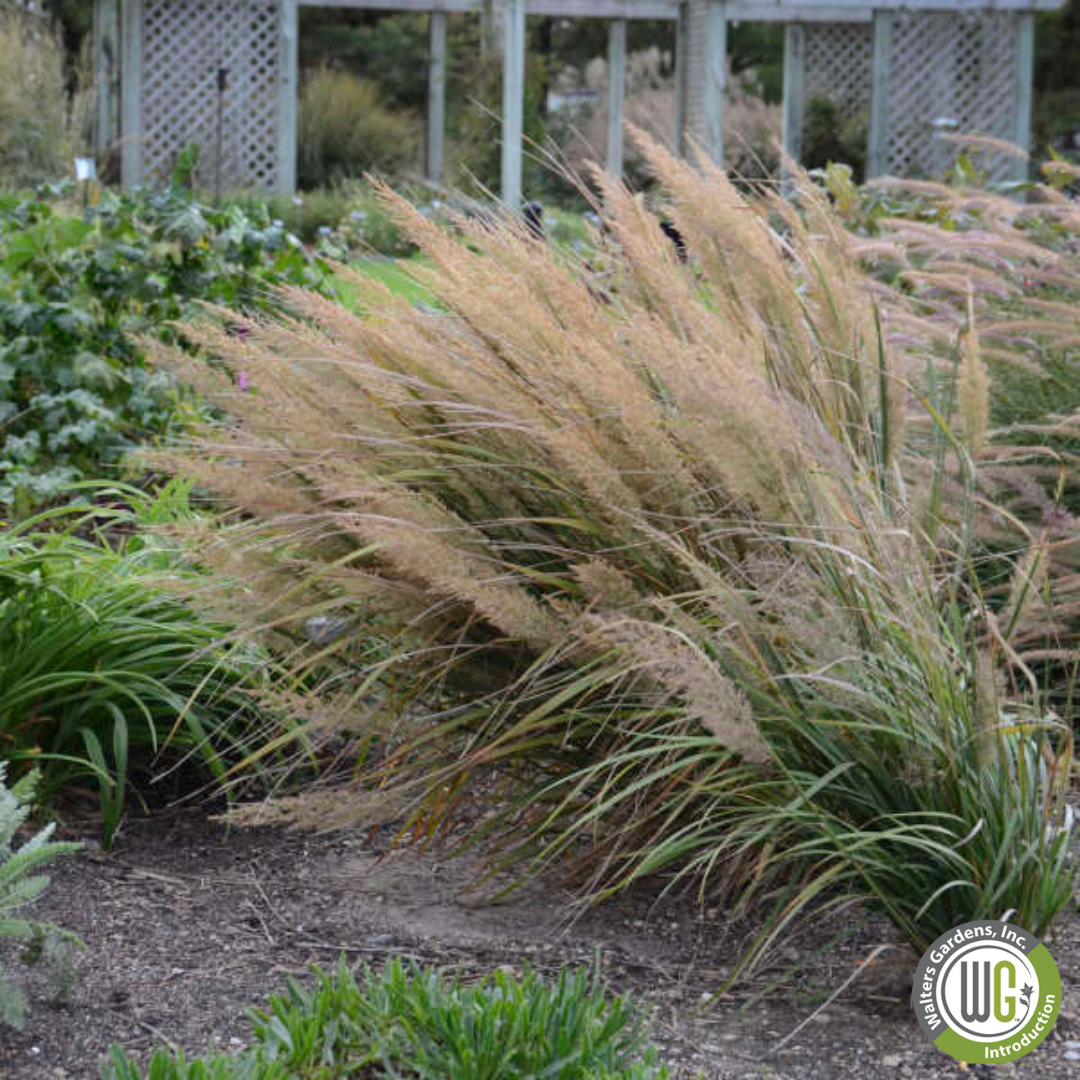 Korean Feather Reed Grass | Calamagrostis brachytricha