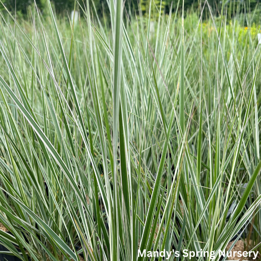 'Hello Spring™' Feather Reed Grass | Calamagrostis acutiflora Hello Spring!™ (Copy)