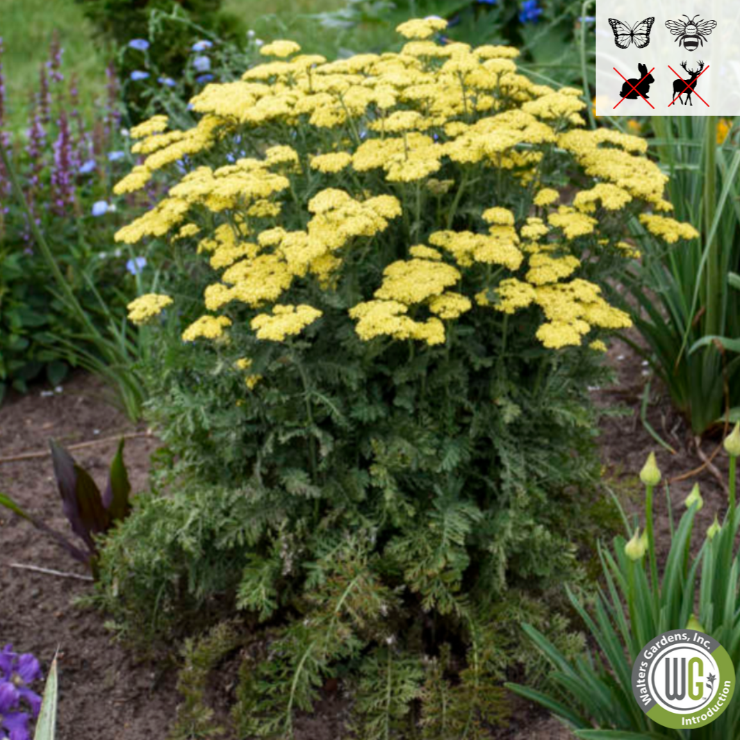 'Firefly Sunshine' Yarrow | Achillea 'Firefly Sunshine'