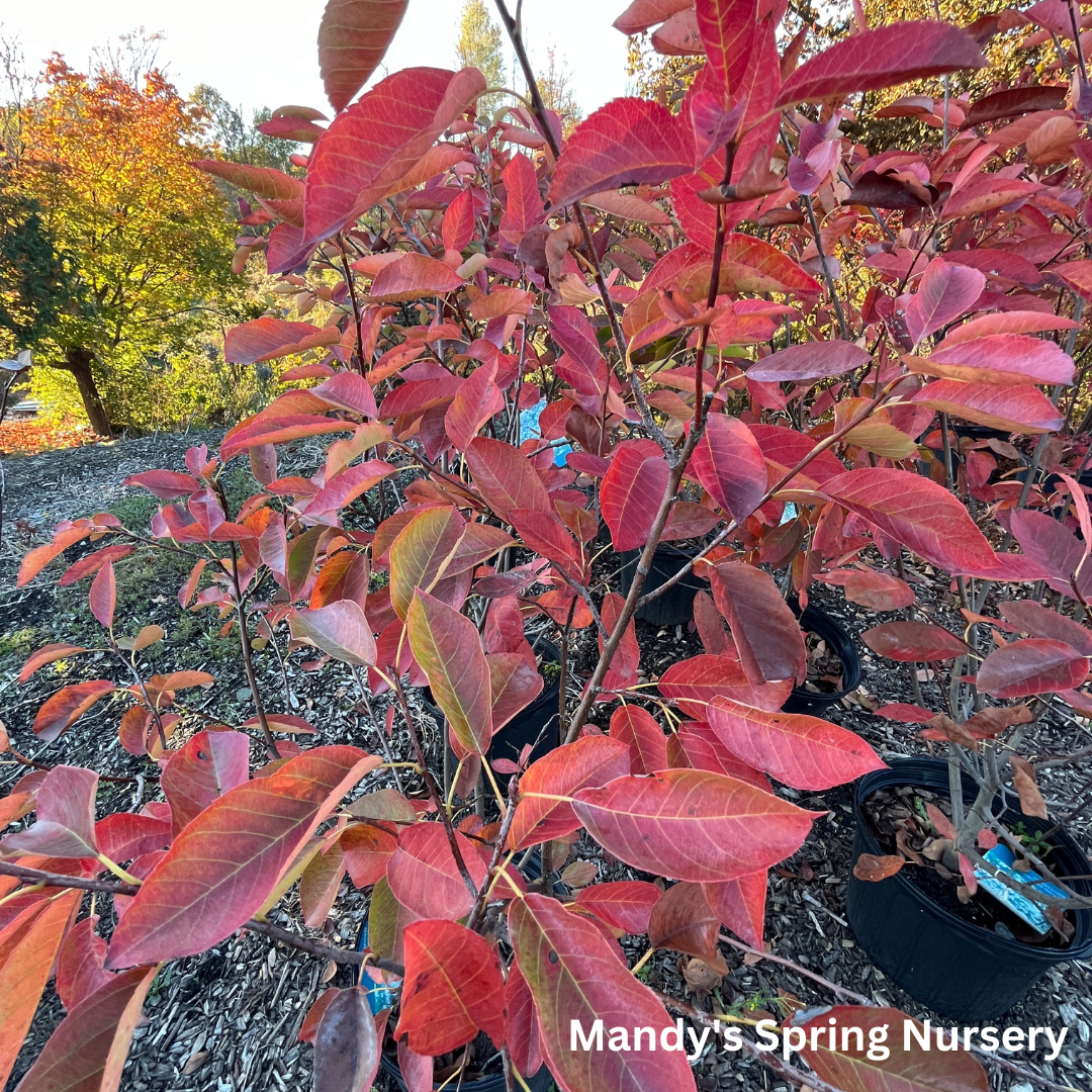 Autumn Brilliance Serviceberry (Shrub-Form) | Amelanchier x grandiflora 'Autumn Brilliance'