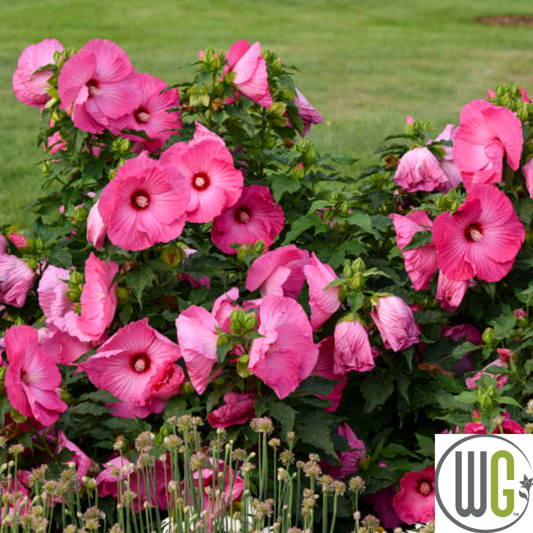 'Airbrush Effect' Hibiscus | Rose Mallow