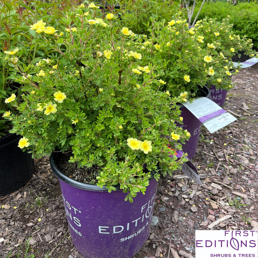 Lemon Meringue Potentilla | Potentilla fruticosa