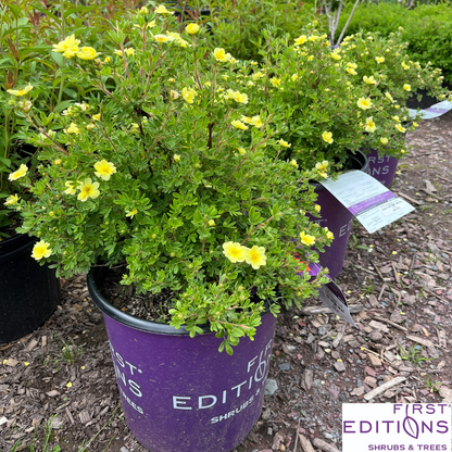 Lemon Meringue Potentilla | Potentilla fruticosa