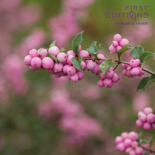 Candy Coralberry | Symphoricarpos x doorenbosii