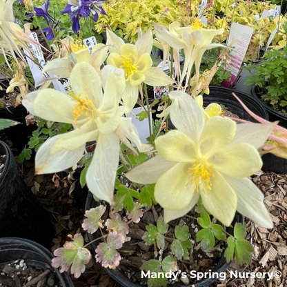 KIRIGAMI™ Mix Columbine | Aquilegia