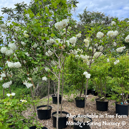 Common Snowball Viburnum | Viburnum opulus Roseum