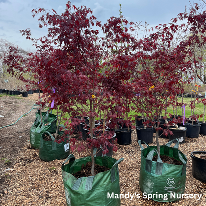 'Bloodgood' Japanese Maple | Acer Palmatum