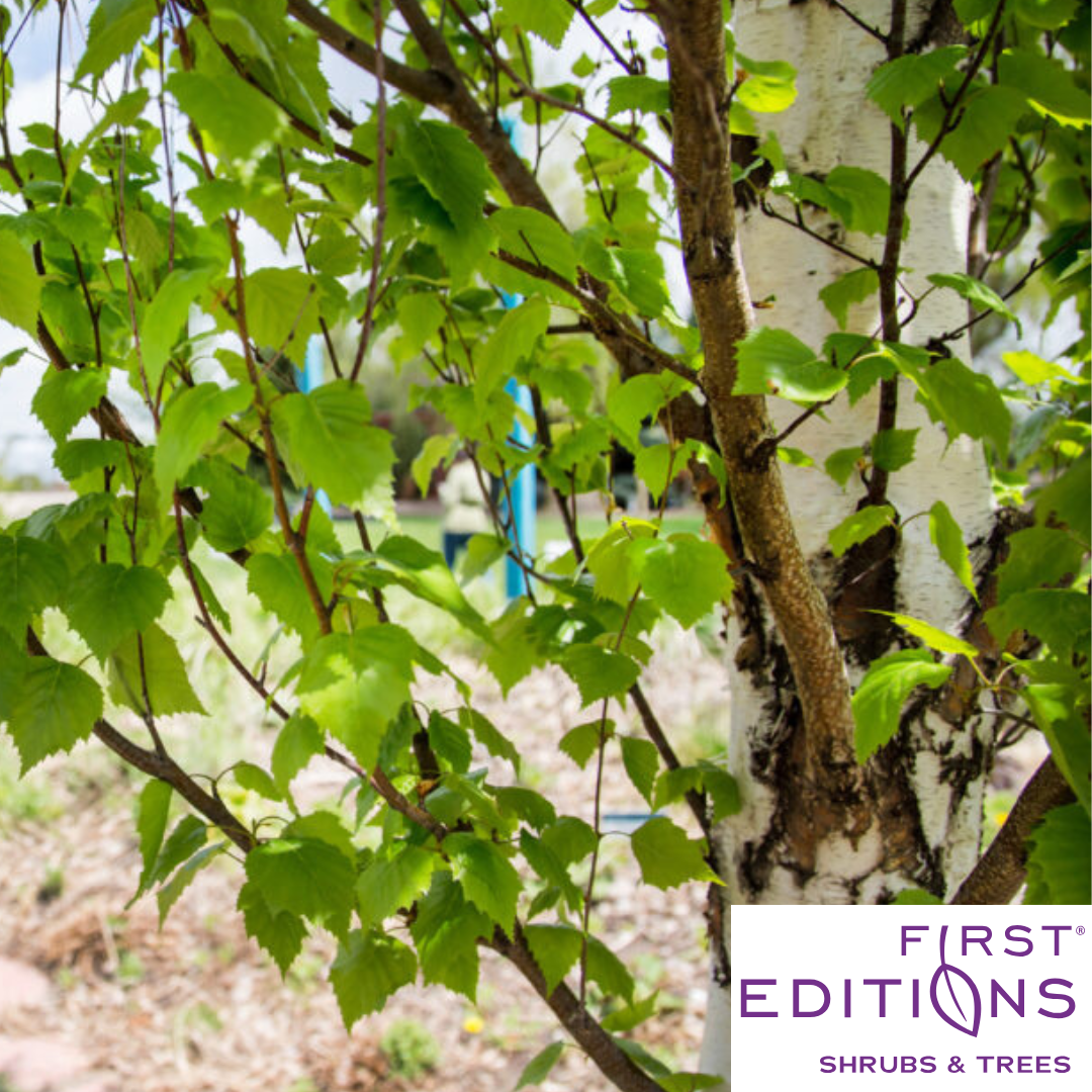 First Editions® Parkland Pillar® Birch | Betula platyphylla 'Jefpark'