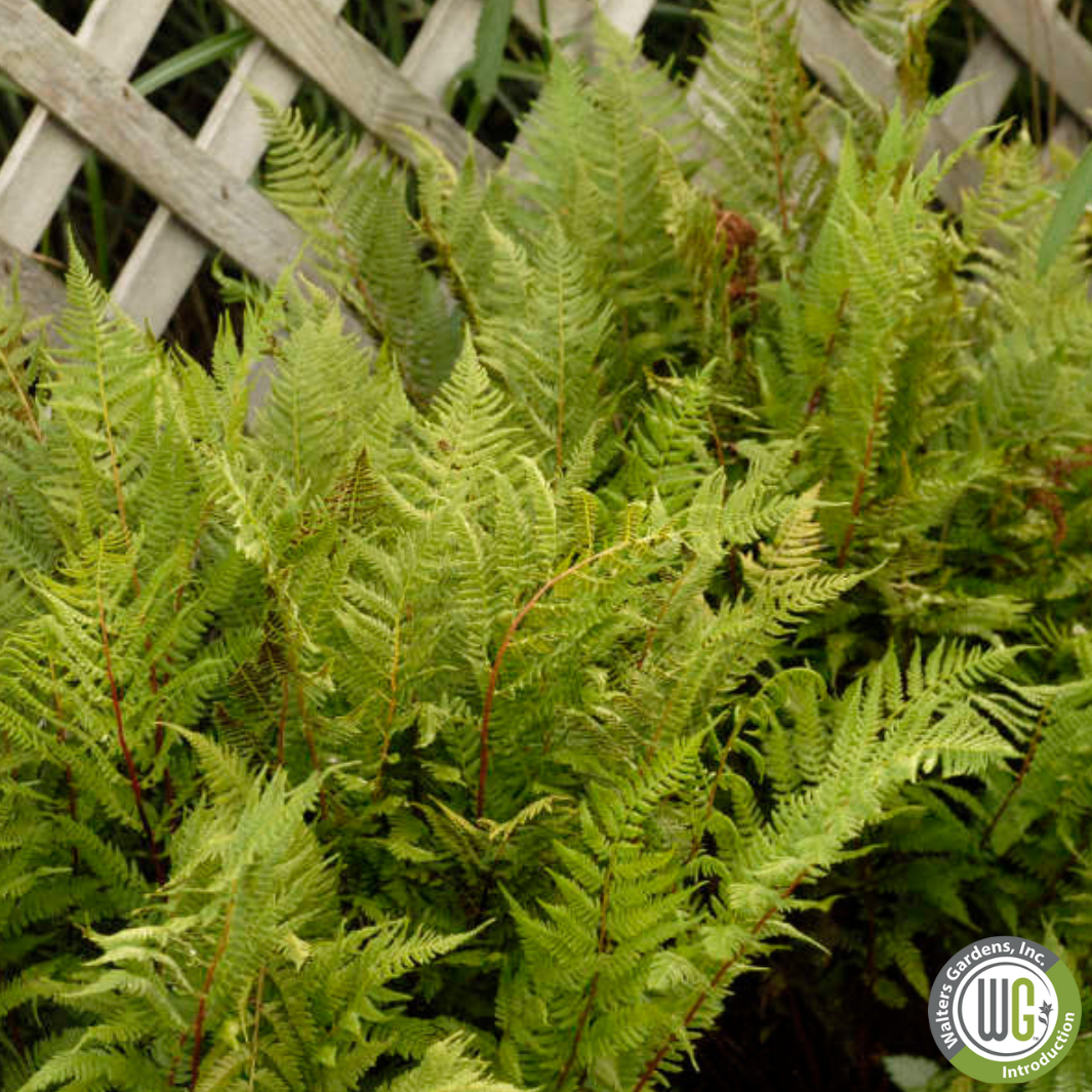 'Lady in Red' Fern | Athyrium filix-femina 'Lady in Red'