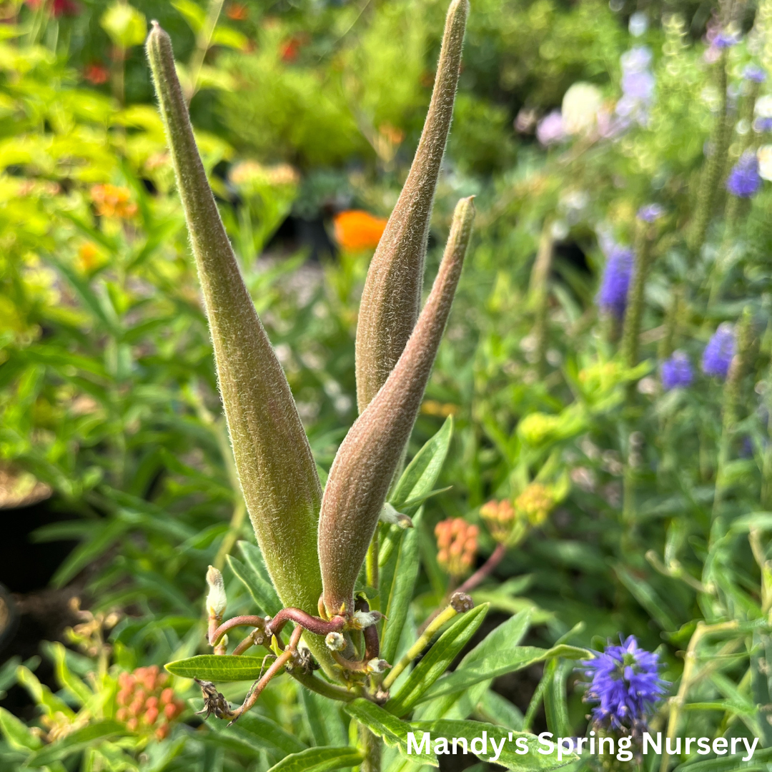 Butterfly Weed | Asclepias tuberosa