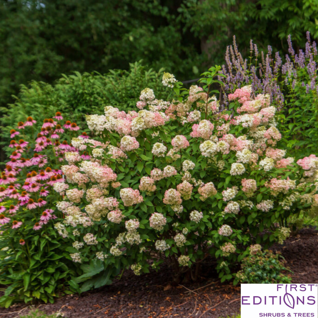 Strawberry Sundae Hydrangea | Hydrangea paniculata