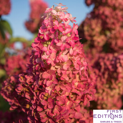 Berry White Hydrangea | Hydrangea paniculata