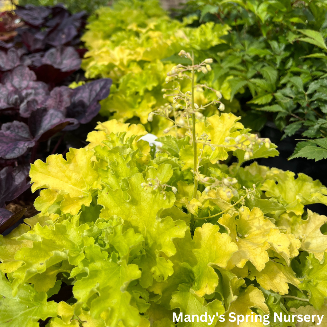 'Apple Twist' Coral Bells - DOLCE® Series | Heuchera 'Apple Twist'