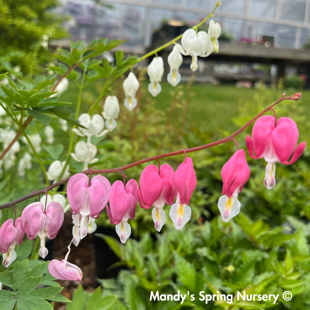 Bleeding Heart | Dicentra spectabilis