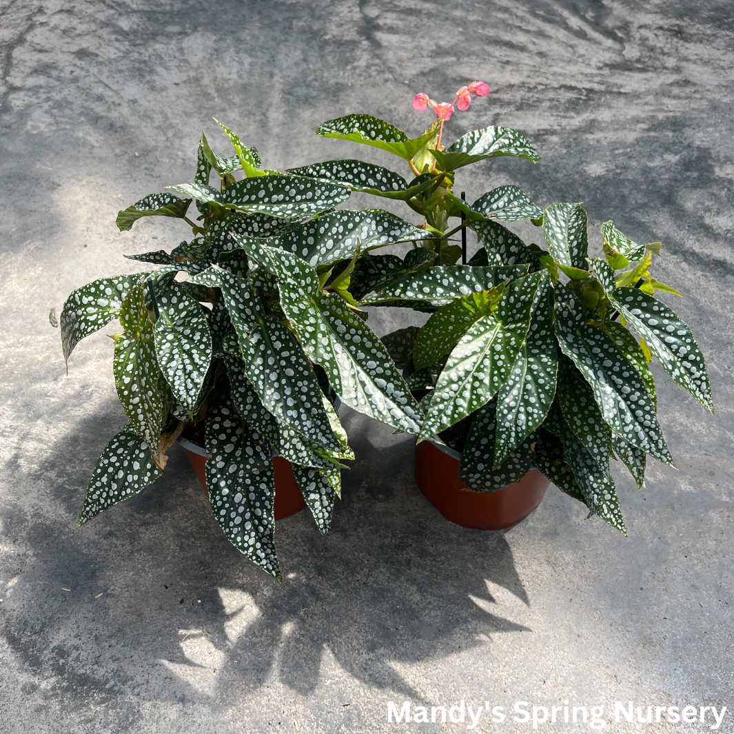 Double Dot Begonia | Begonia c