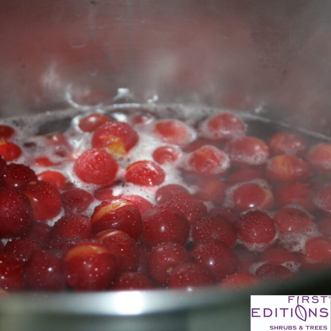 Sweet Cherry Pie Cherry Tree | Prunus cerasus 'Eubank'