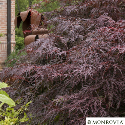 'Crimson Queen' Japanese Maple | Acer palmatum