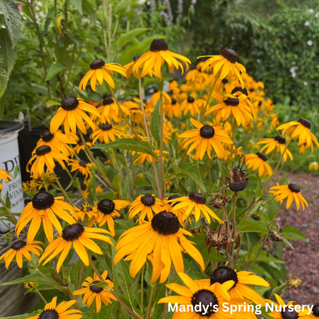 'Goldsturm' Black-Eyed Susan | Rudbeckia fulgida