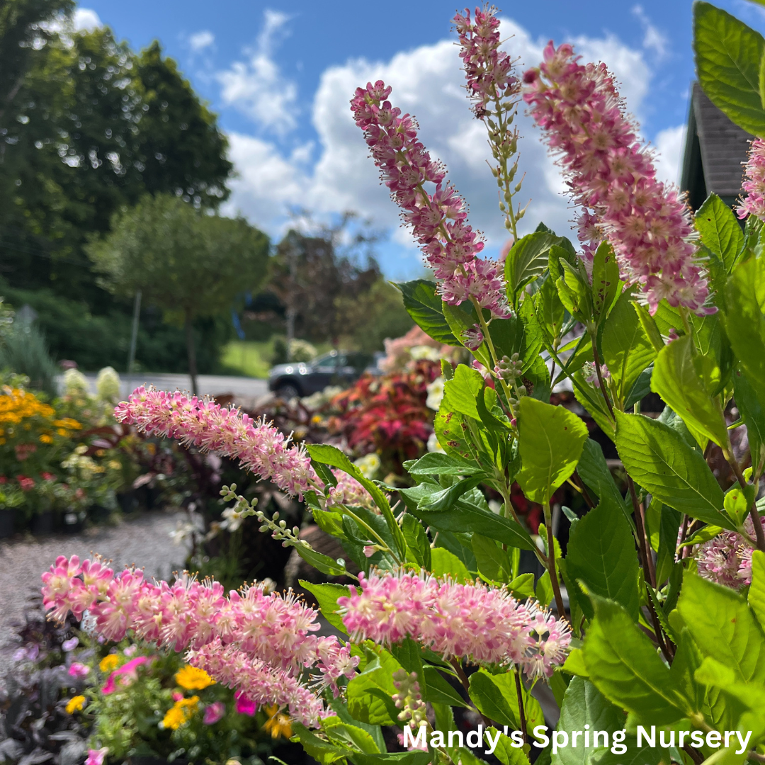 Ruby Spice Summersweet | Clethra alnifolia