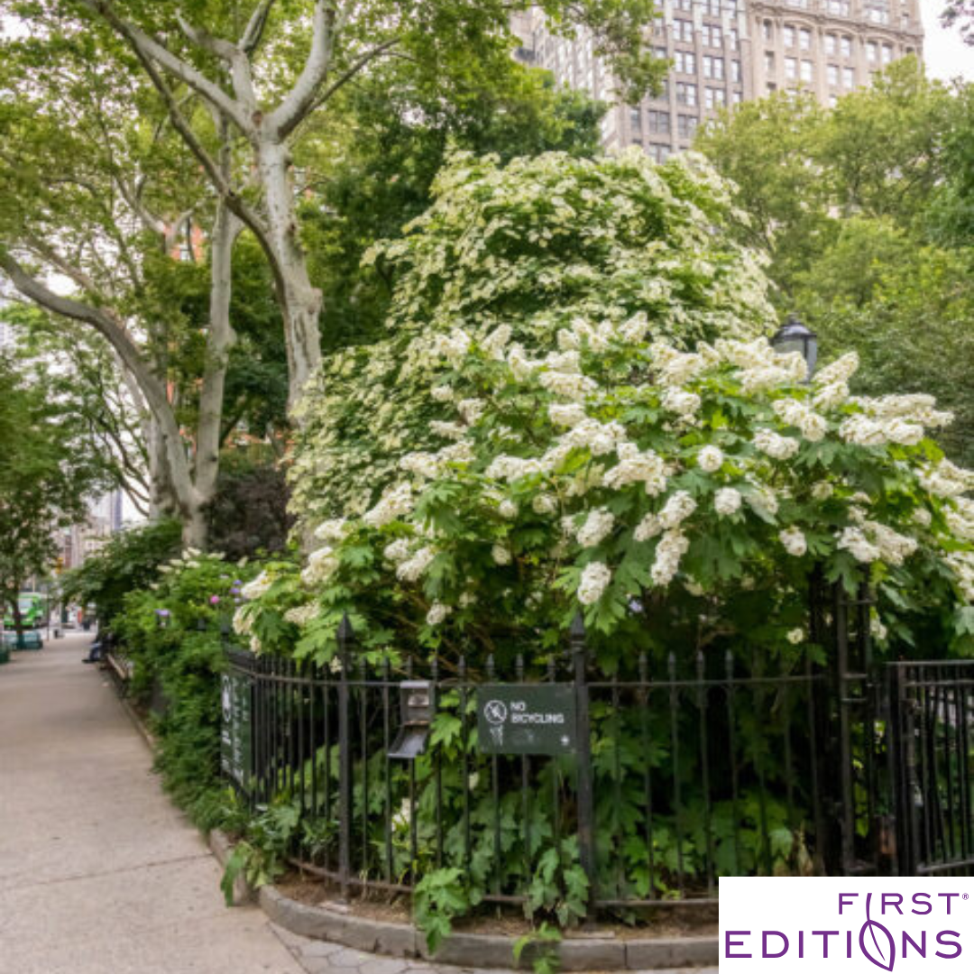 Jetstream Hydrangea | Hydrangea quercifolia