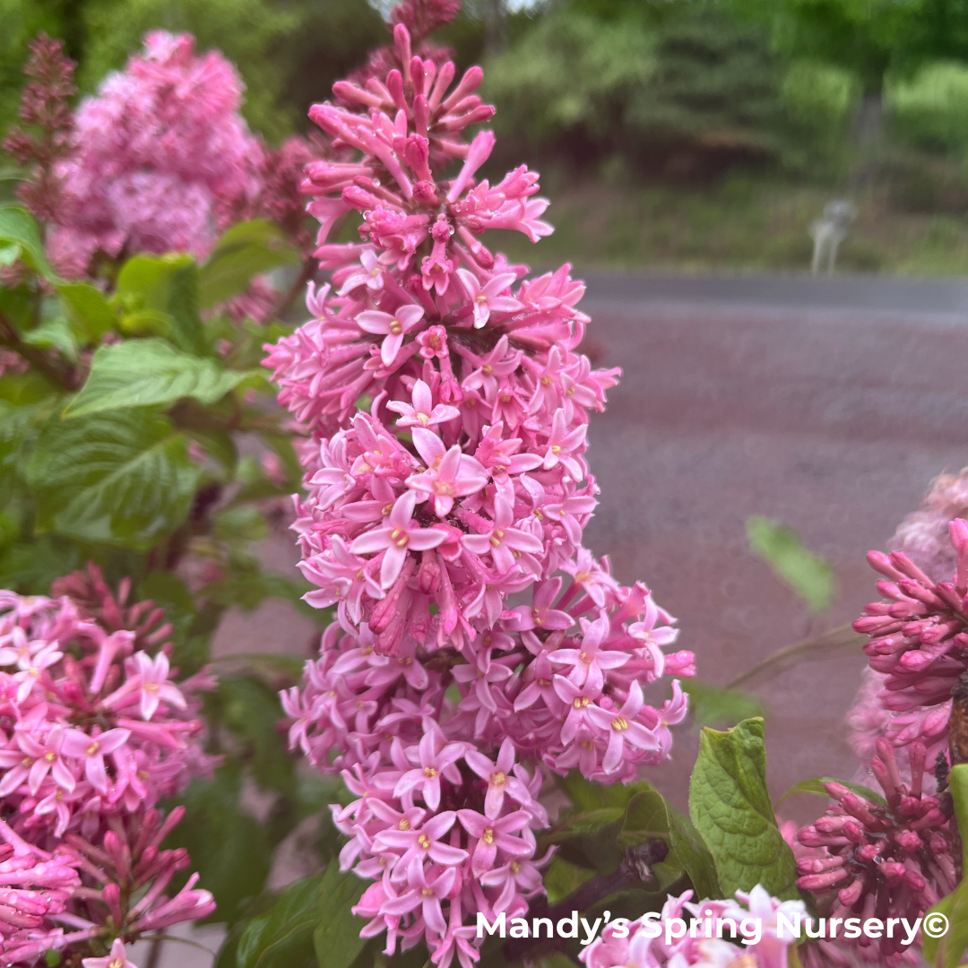 Miss Canada Lilac | Syringa