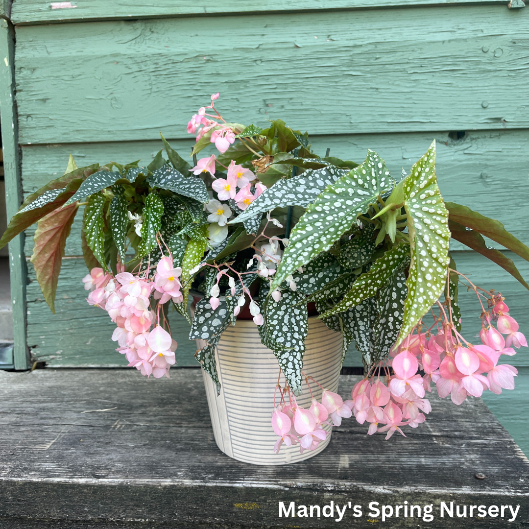 Double Dot Begonia | Begonia c