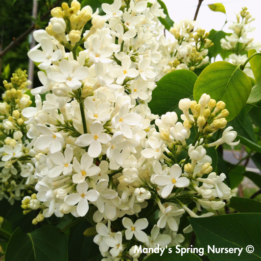 Primrose Lilac | Syringa vulgaris