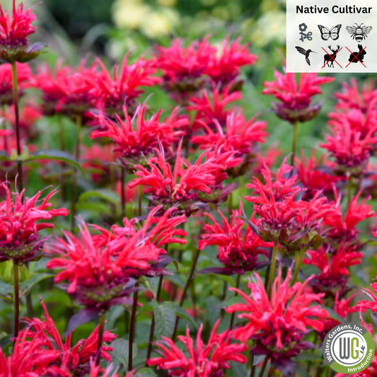 'Red Velvet' Bee Balm | Monarda 'Red Velvet'