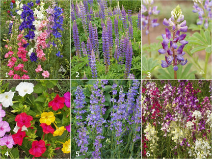 Scatter Garden | Hummingbird | Best Seller | Bird lovers