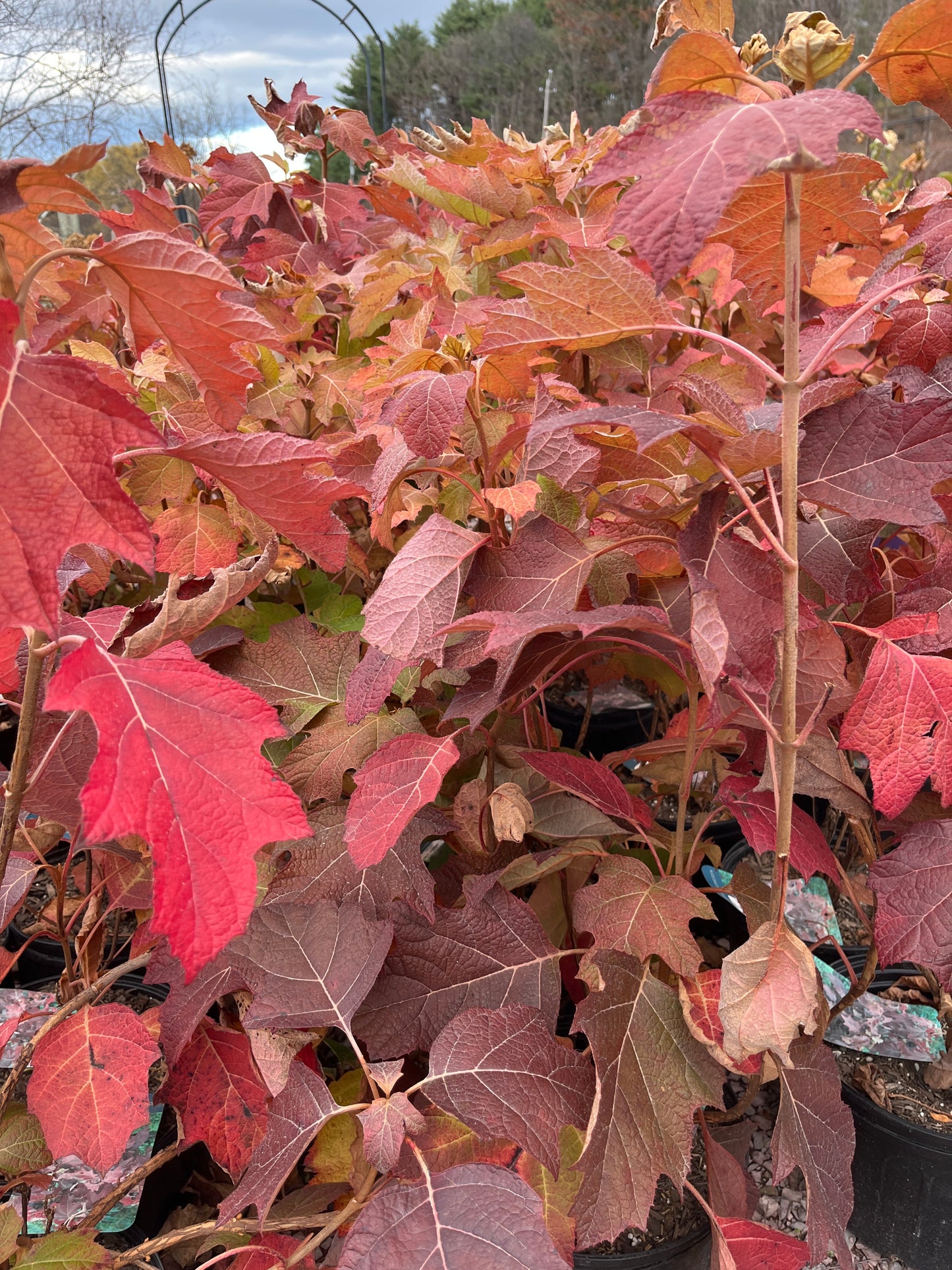 'Alice' Oakleaf Hydrangea | Hydrangea quercifolia