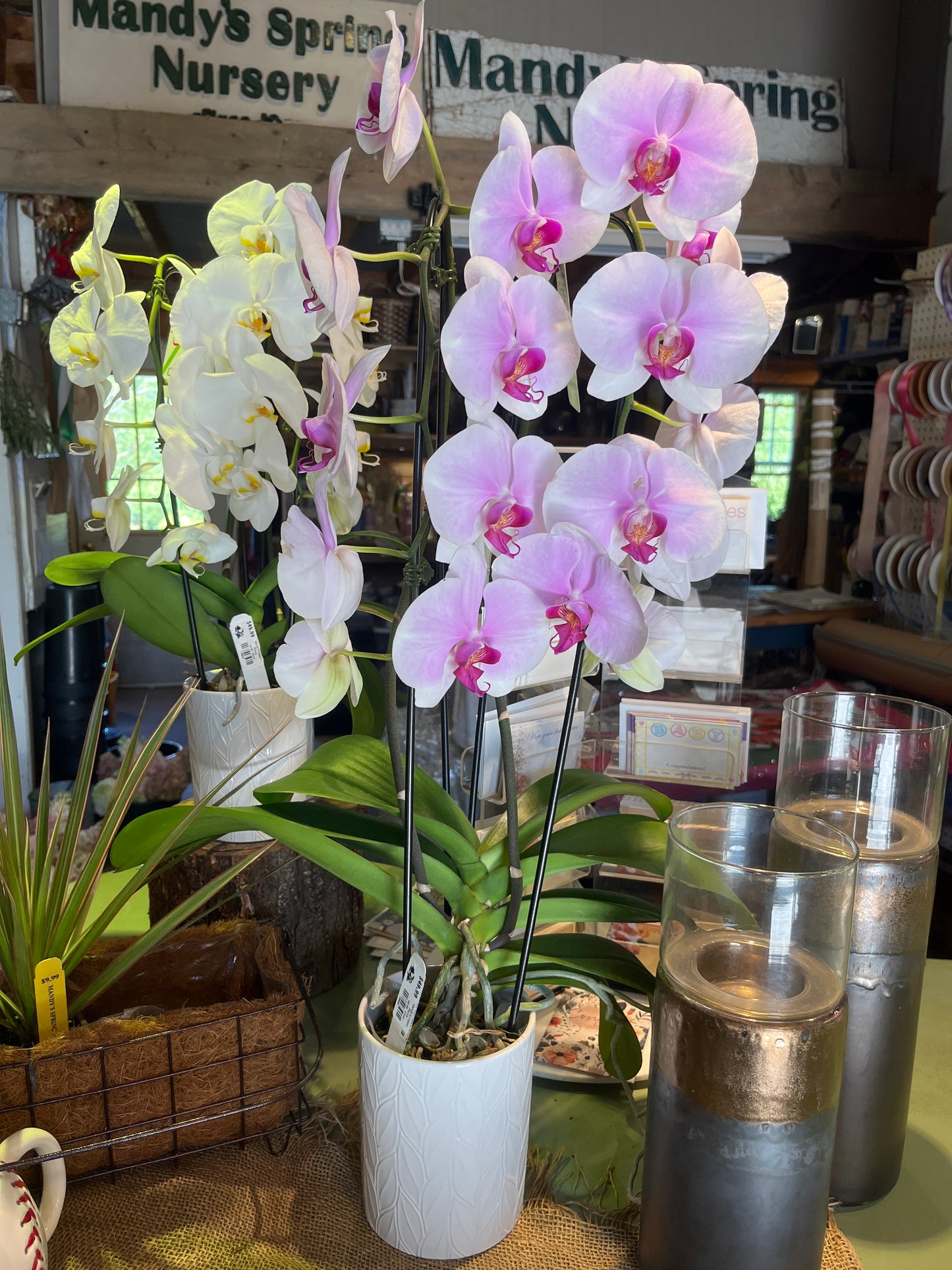 Mandy's Indoor Plants
