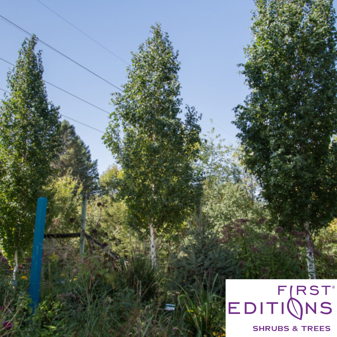 First Editions® Parkland Pillar® Birch | Betula platyphylla 'Jefpark'