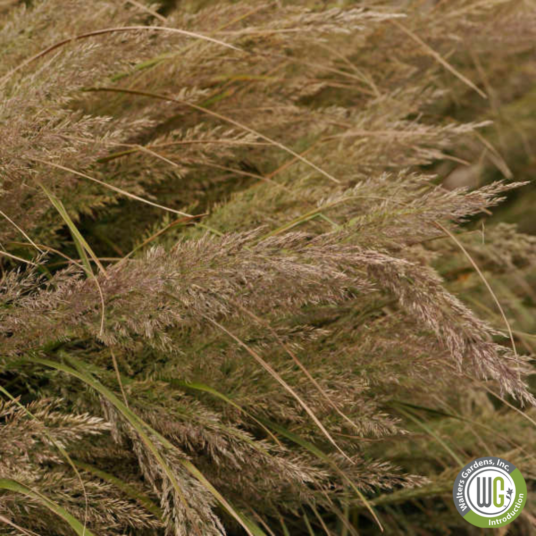 Korean Feather Reed Grass | Calamagrostis brachytricha