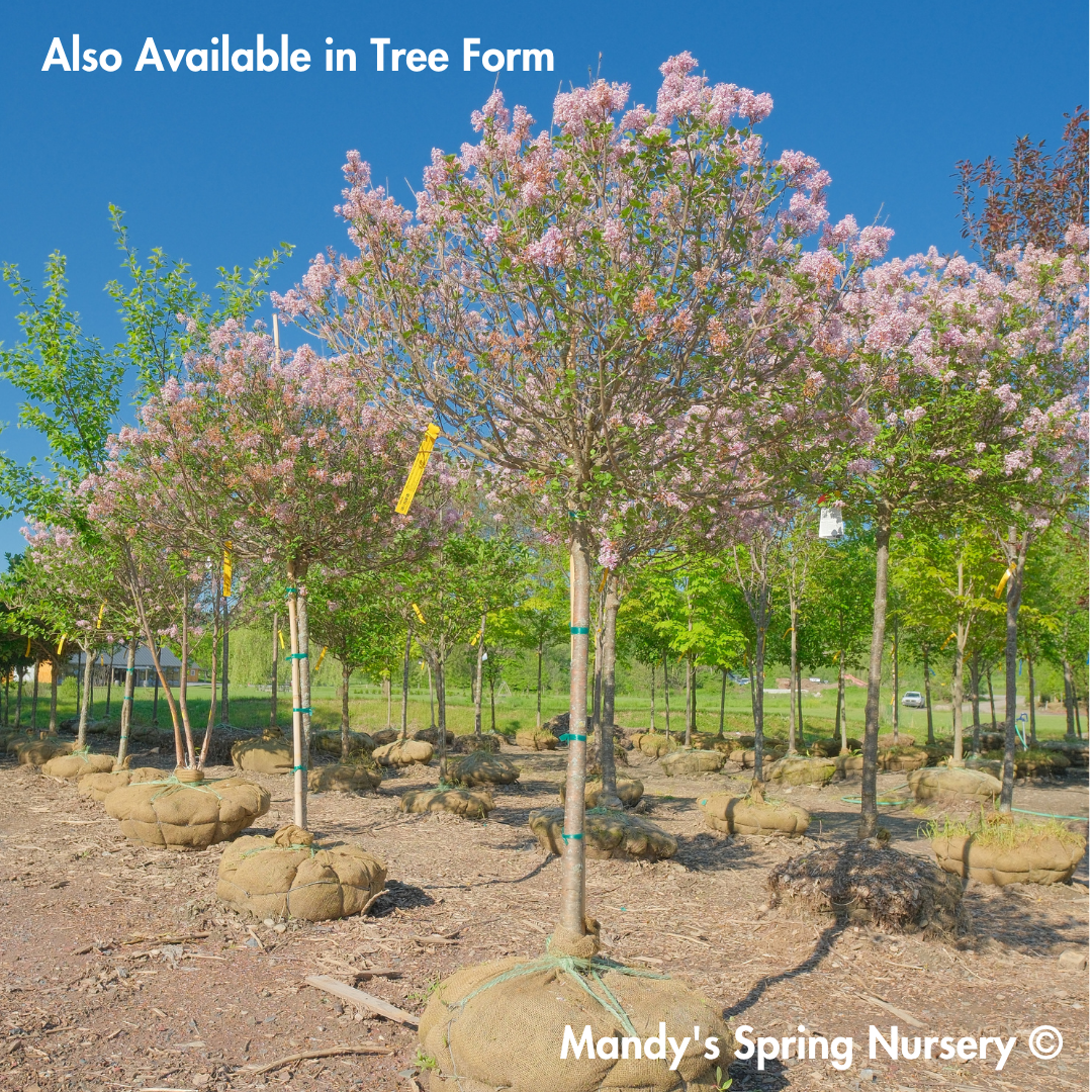 Palibin Dwarf Korean Lilac | Syringa meyeri