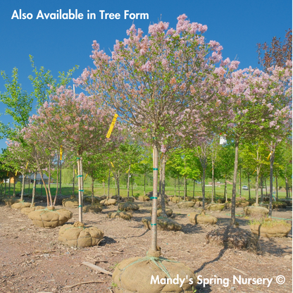 Palibin Dwarf Korean Lilac | Syringa meyeri