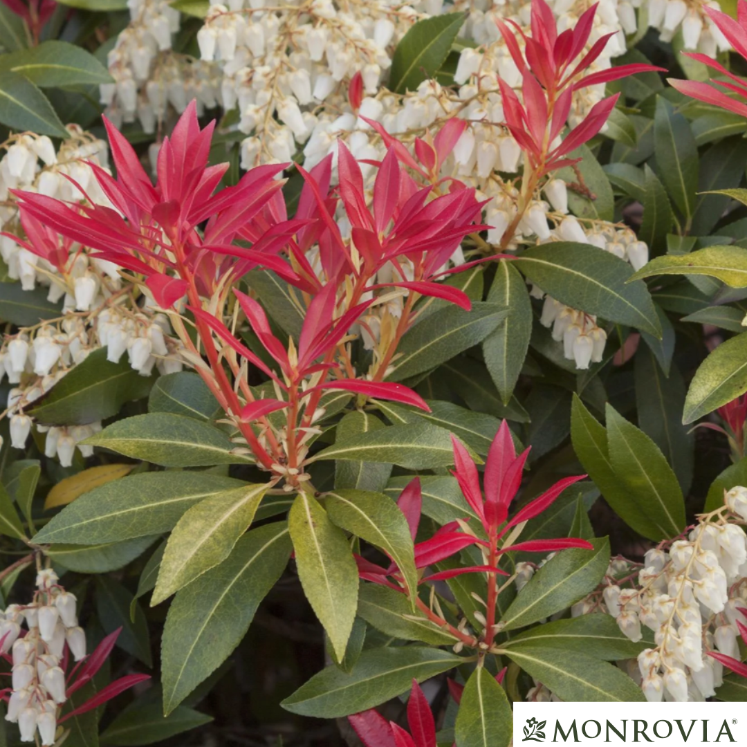 'Mountain Fire' Pieris | Pieris japonica 'Mountain Fire'