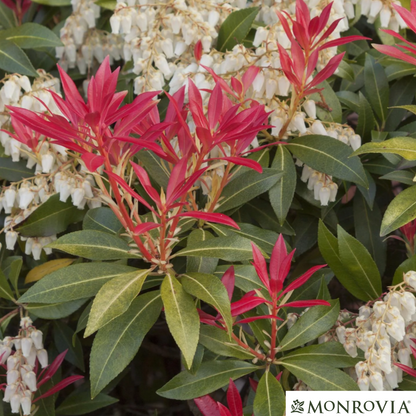 'Mountain Fire' Pieris | Pieris japonica 'Mountain Fire'