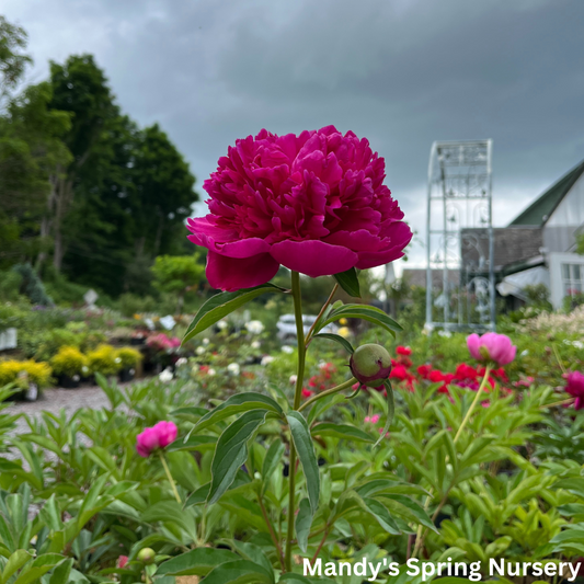 Felix Crousse Peony | Paeonia