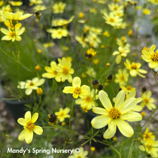 Moonbeam Tickseed | Coreopsis verticillata