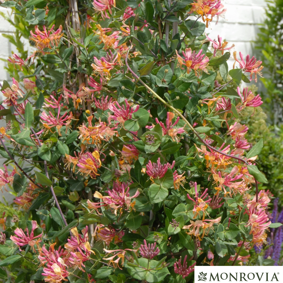 Goldflame Honeysuckle | Lonicera x heckrotti