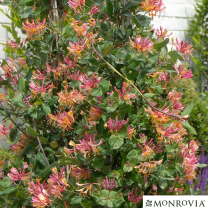 Goldflame Honeysuckle | Lonicera x heckrotti
