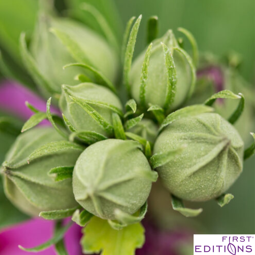 Tahiti Rose of Sharon | Hibiscus syriacus
