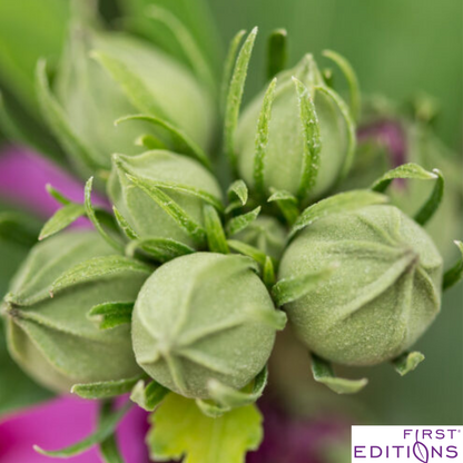 Tahiti Rose of Sharon | Hibiscus syriacus