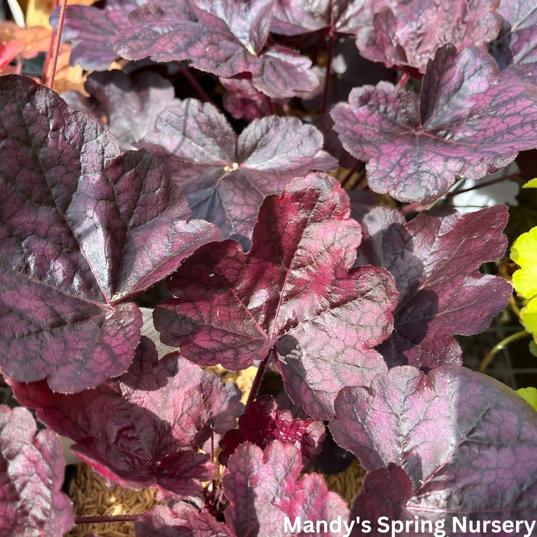 'Grape Expectations' Coral Bells | Heuchera