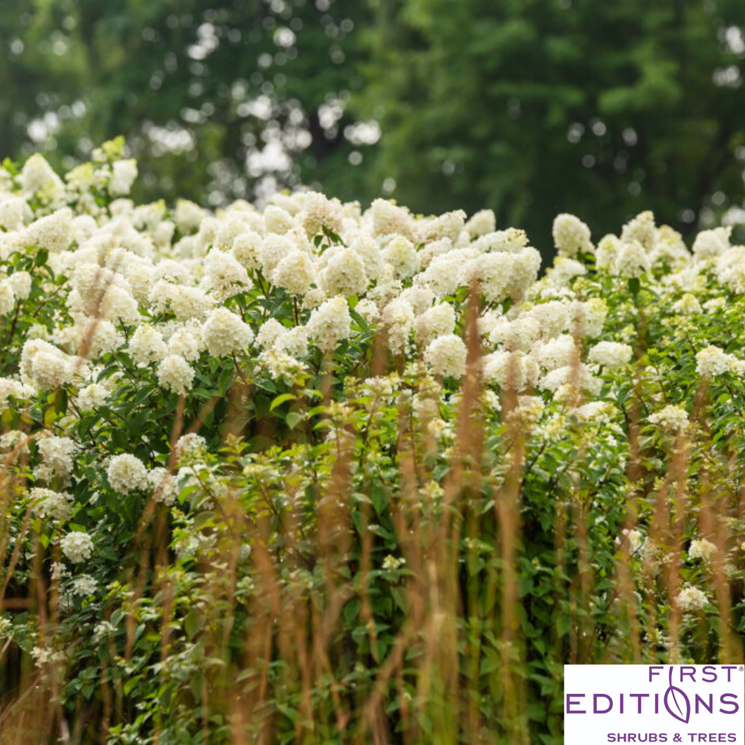 Strawberry Sundae Hydrangea | Hydrangea paniculata