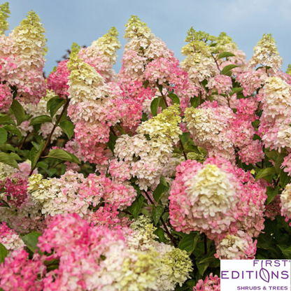 Berry White Hydrangea | Hydrangea paniculata