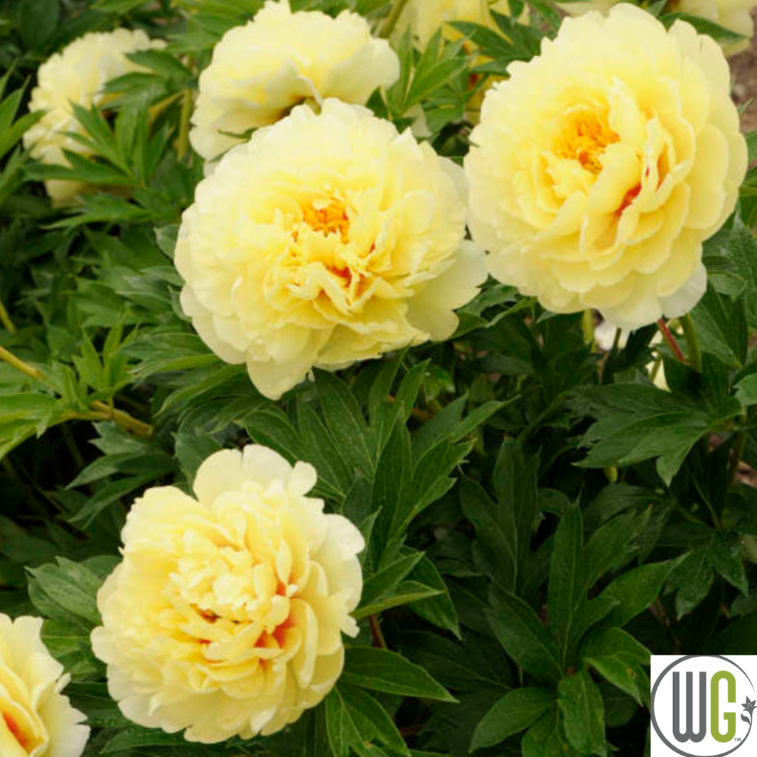 Bartzella Itoh Peony | Paeonia