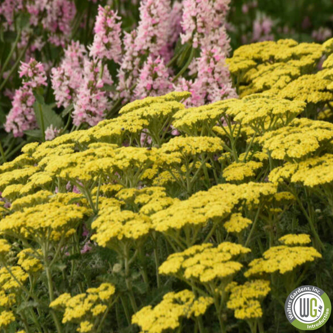 'Firefly Sunshine' Yarrow | Achillea 'Firefly Sunshine'