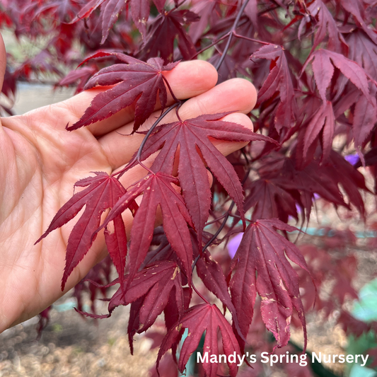 'Bloodgood' Japanese Maple | Acer Palmatum